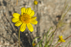 Leptosyne douglasii