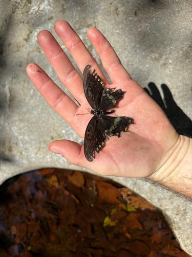 Spicebush Swallowtail
