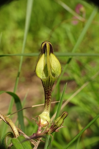 Image of Ceropegia hirsuta by (c) renjus box, some rights reserved (CC BY)
