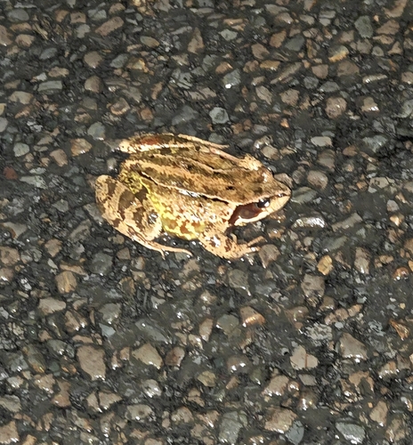 European Common Frog
