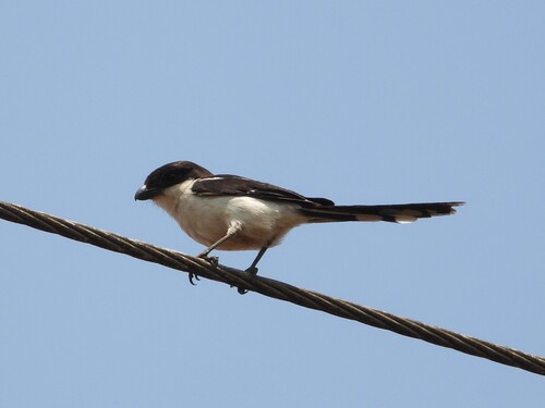 Northern Fiscal
