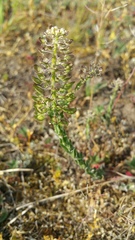 Teesdalia