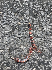 Lampropeltis annulata