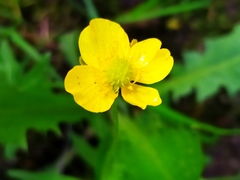 Ranunculus fallax