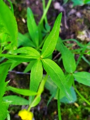 Ranunculus fallax