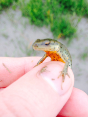 Notophthalmus meridionalis