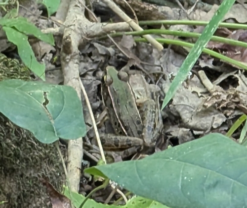 Southern Leopard Frog