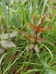 Filipendula