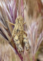 Aeoloplides fuscipes