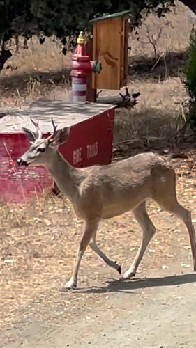 iNaturalist observation photo of Mule Deer