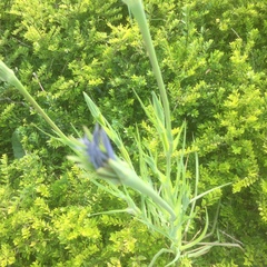 Tragopogon porrifolius