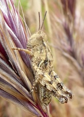 Aeoloplides fuscipes