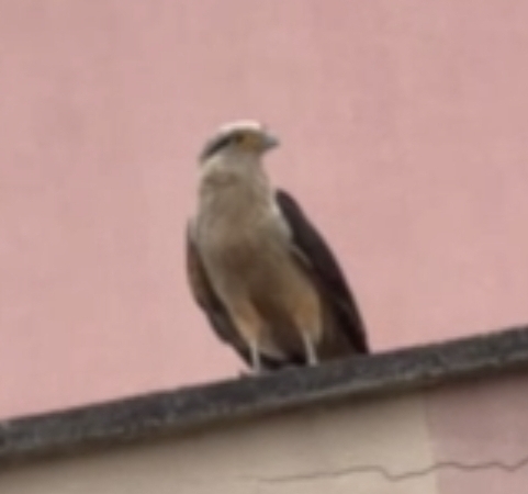 Yellow-headed Caracara