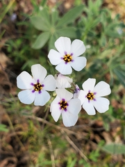 Leptosiphon montanus