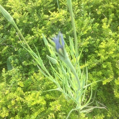 Tragopogon porrifolius