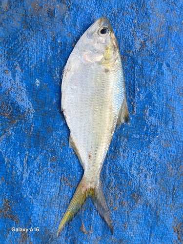 Bonga Shad