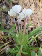 Leptosiphon montanus