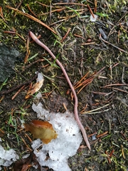 Aporrectodea caliginosa