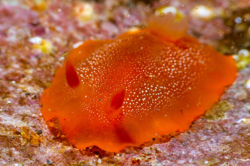Doriopsilla