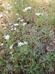 Leptosiphon montanus