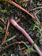 Aporrectodea caliginosa