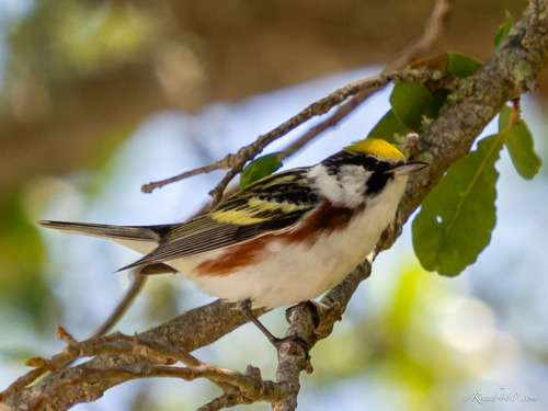 Setophaga pensylvanica image