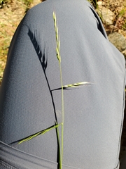 Festuca microstachys