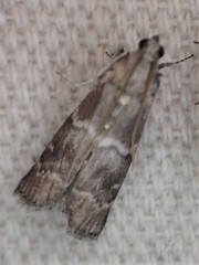 Euzophera ostricolorella