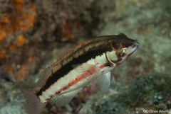 Serranus psittacinus