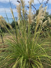 Austroderia splendens