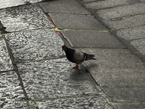 Feral Pigeon