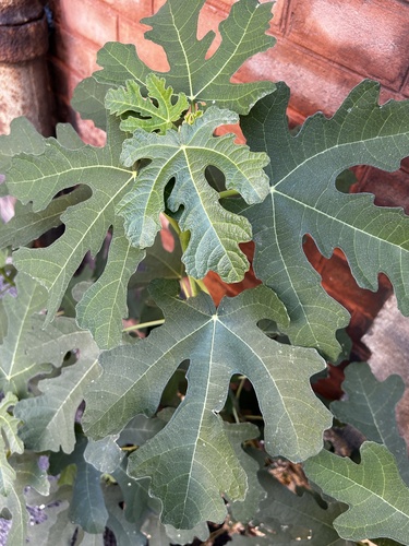 common fig