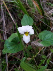 Viola ocellata