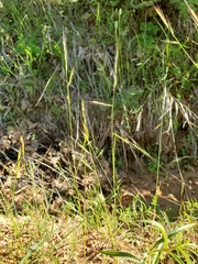 Festuca microstachys