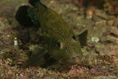 Cephalopholis panamensis