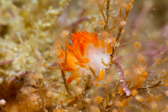 Coryphella