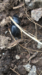 Pasimachus californicus