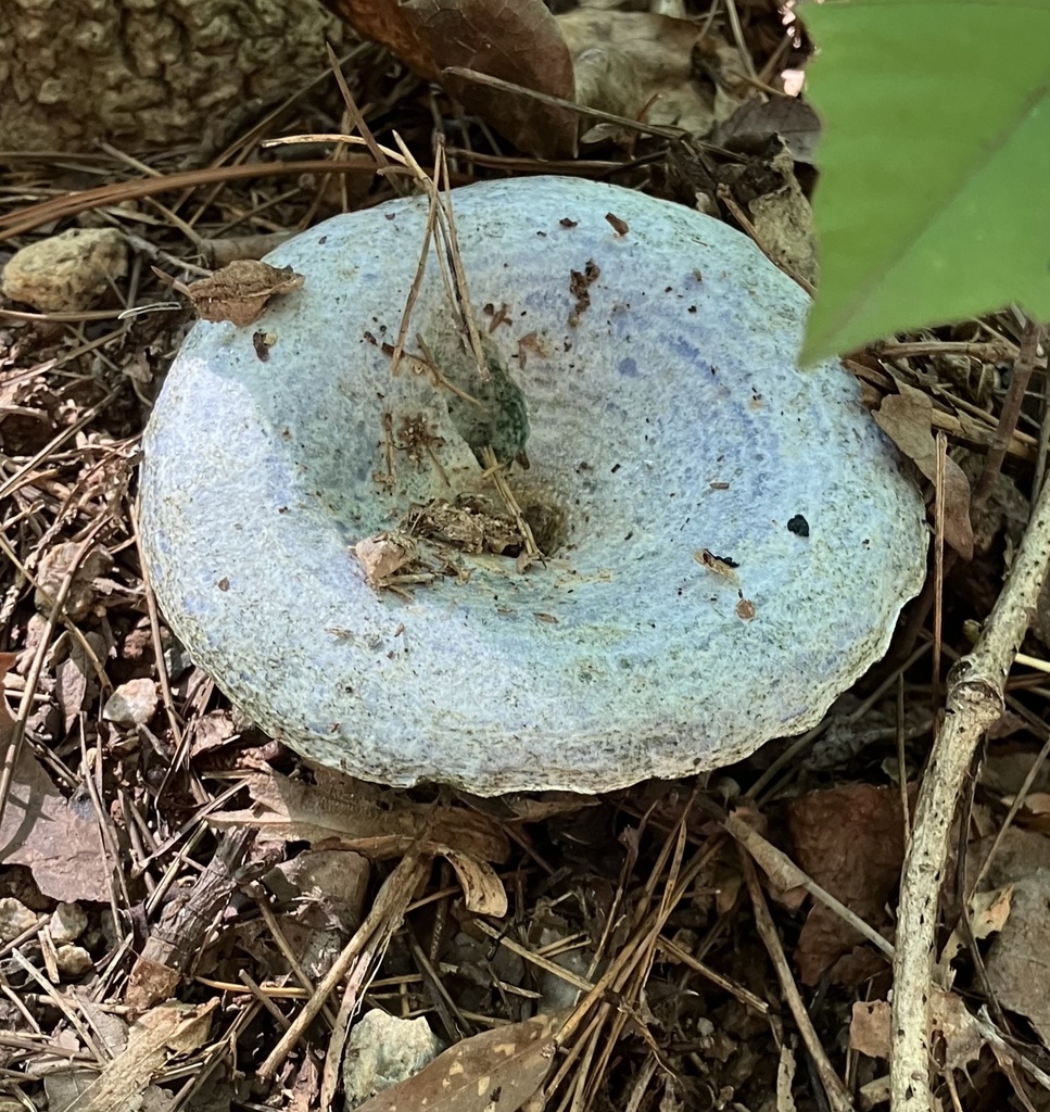 indigo milk cap · August 2026 · photo: Photo: no rights reserved · iNaturalist
