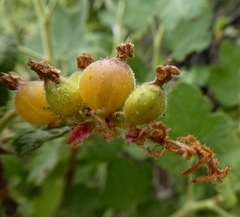 Ribes indecorum