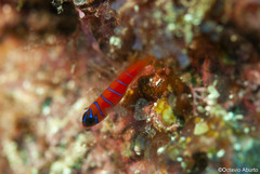 Lythrypnus dalli