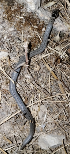 Iberian False Smooth Snake