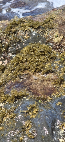 Chnoospora, 2026-08-25