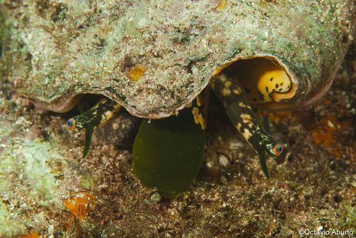 Eastern Pacific Giant Conch