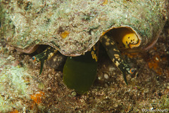 Titanostrombus galeatus