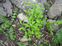 Myosotis sparsiflora
