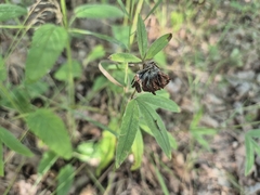 Trifolium alpestre