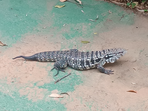 Argentine Black-and-white Tegu