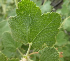Ribes indecorum