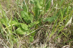 Rumex tuberosus