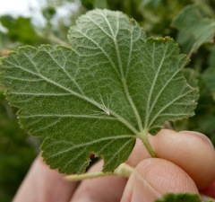 Ribes indecorum